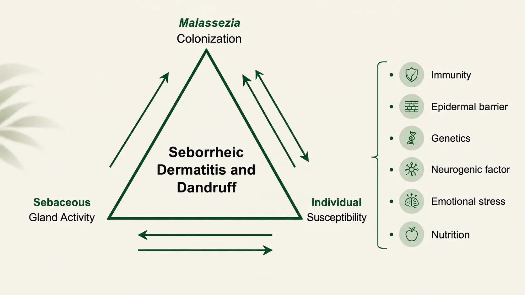 malassezia dandruff factors showing scalp balance yeast activity and contributing factors